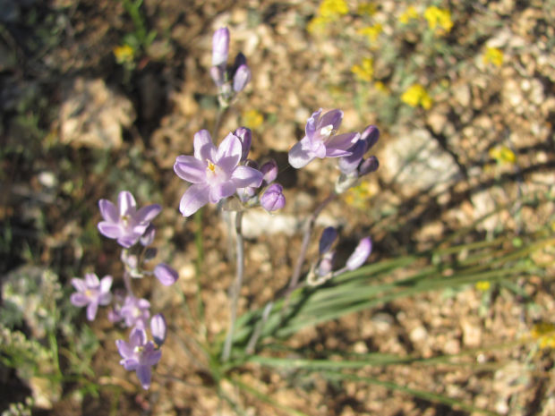 Spring wildflowers start to emerge